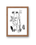 BOTANICA No 02