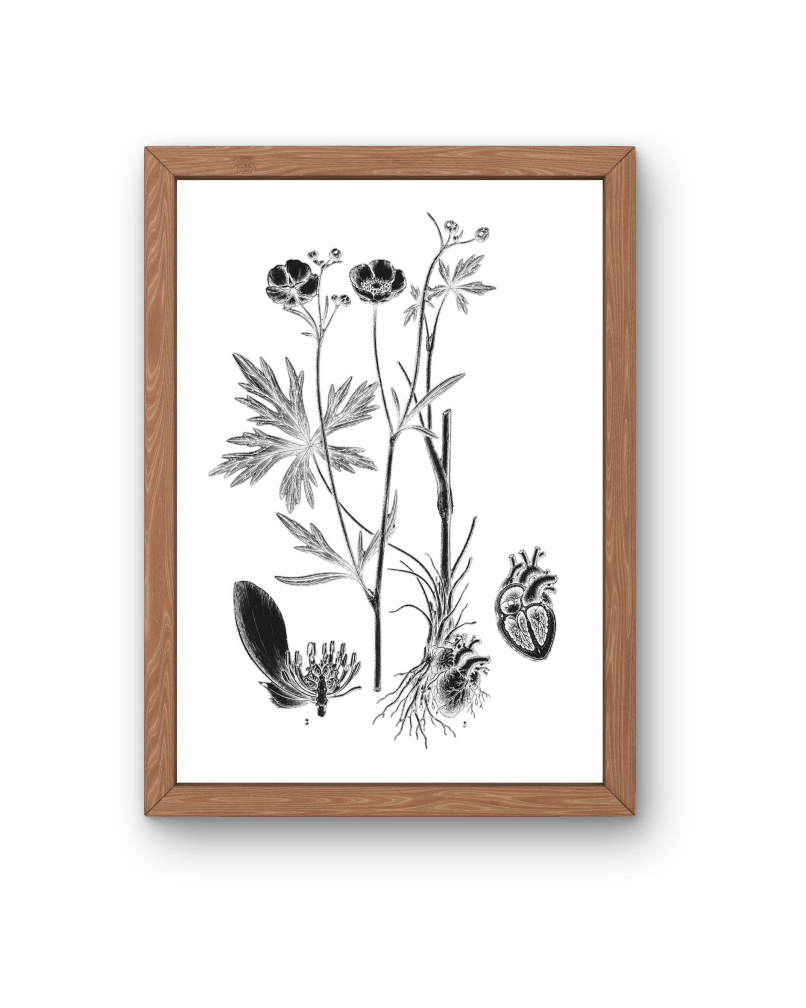 BOTANICA No 02