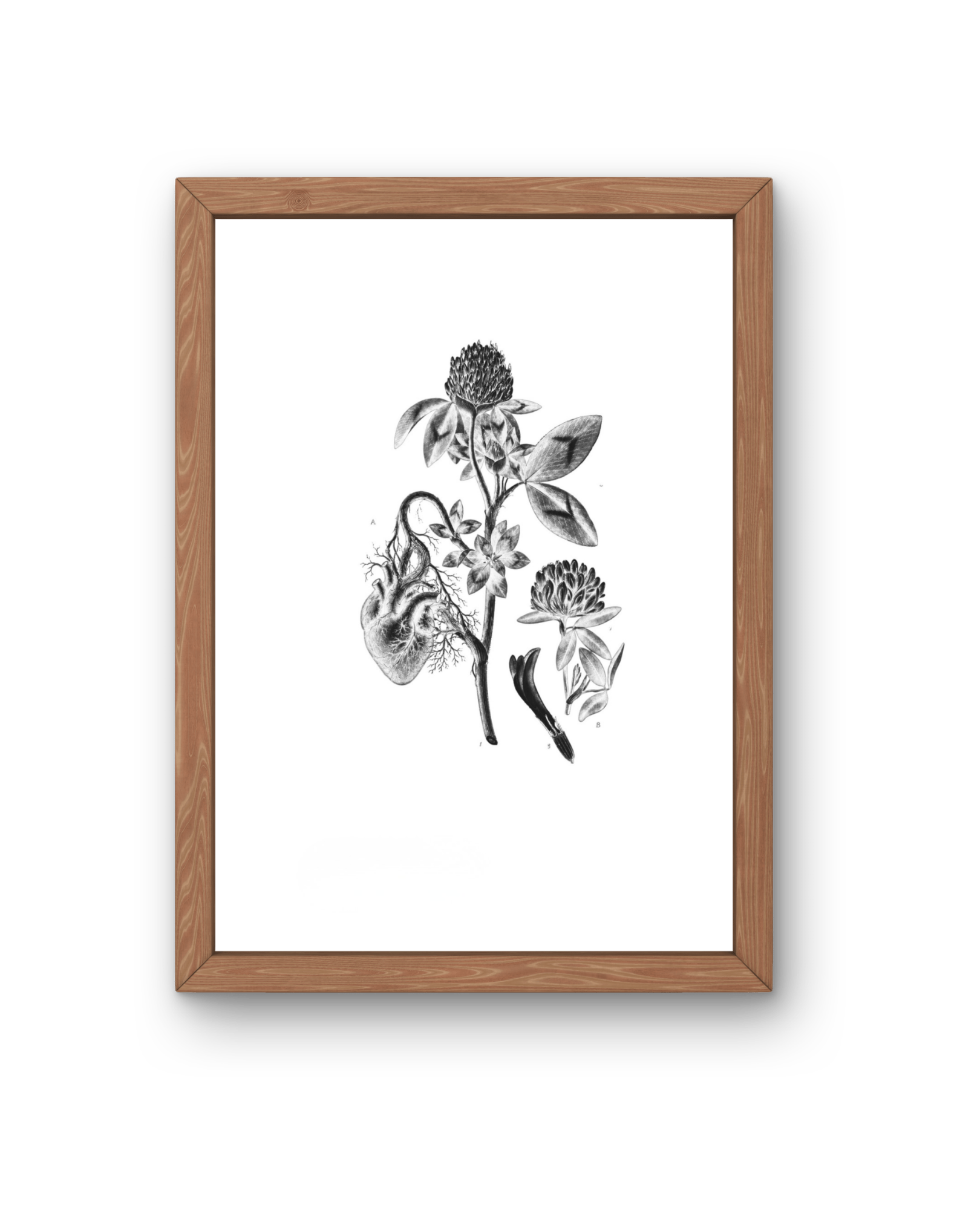 BOTANICA N0 06