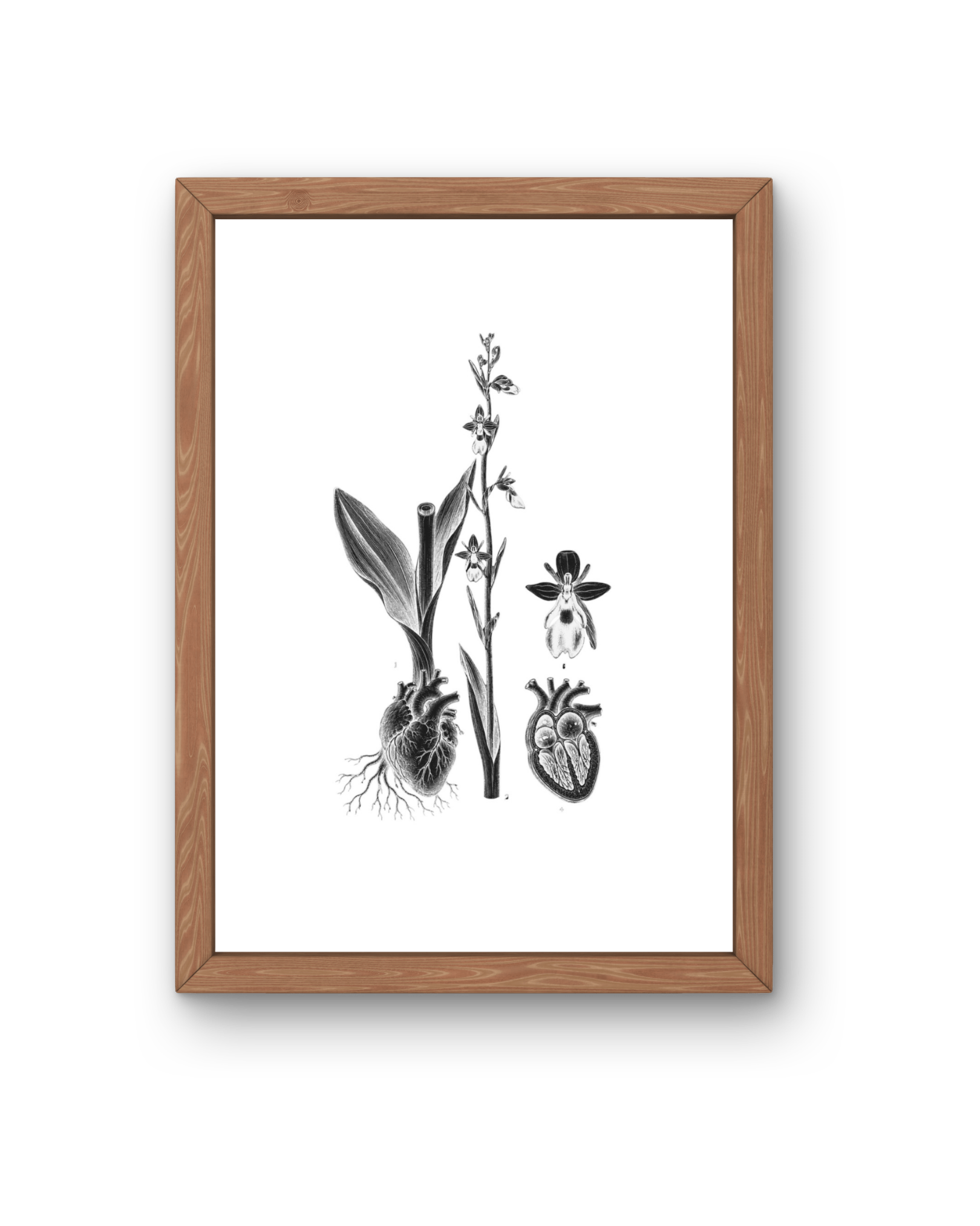 BOTANICA No 09
