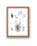 BOTANICA No 07