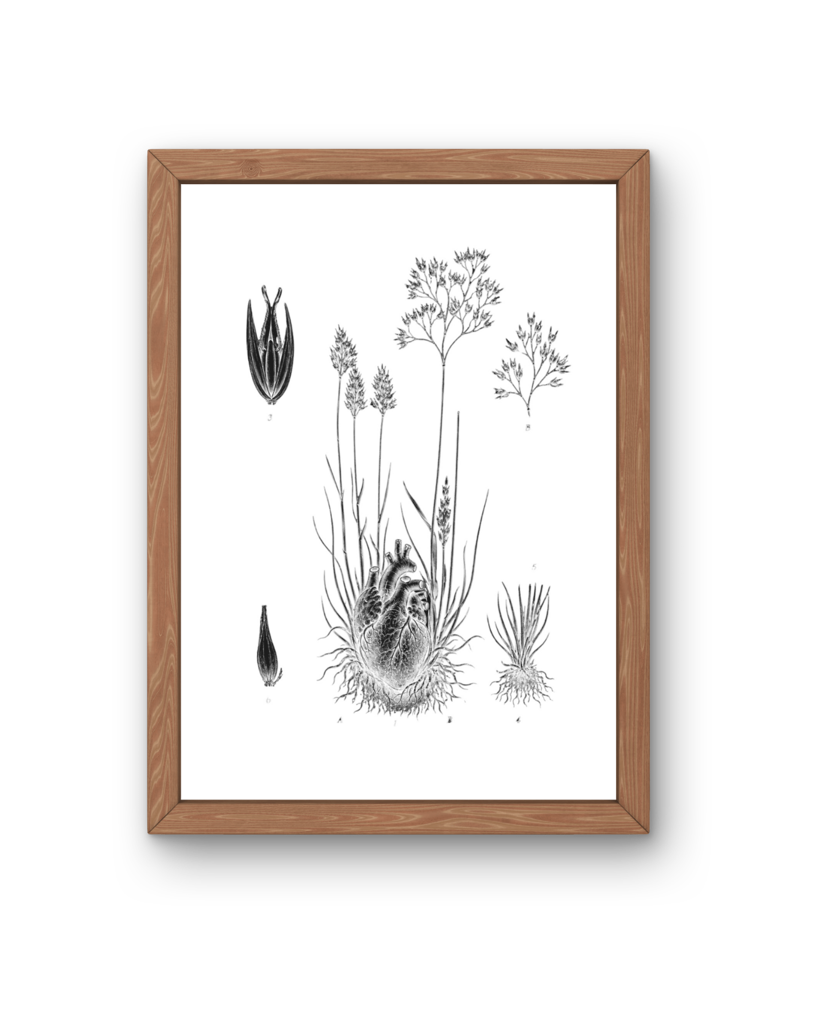 BOTANICA No 07
