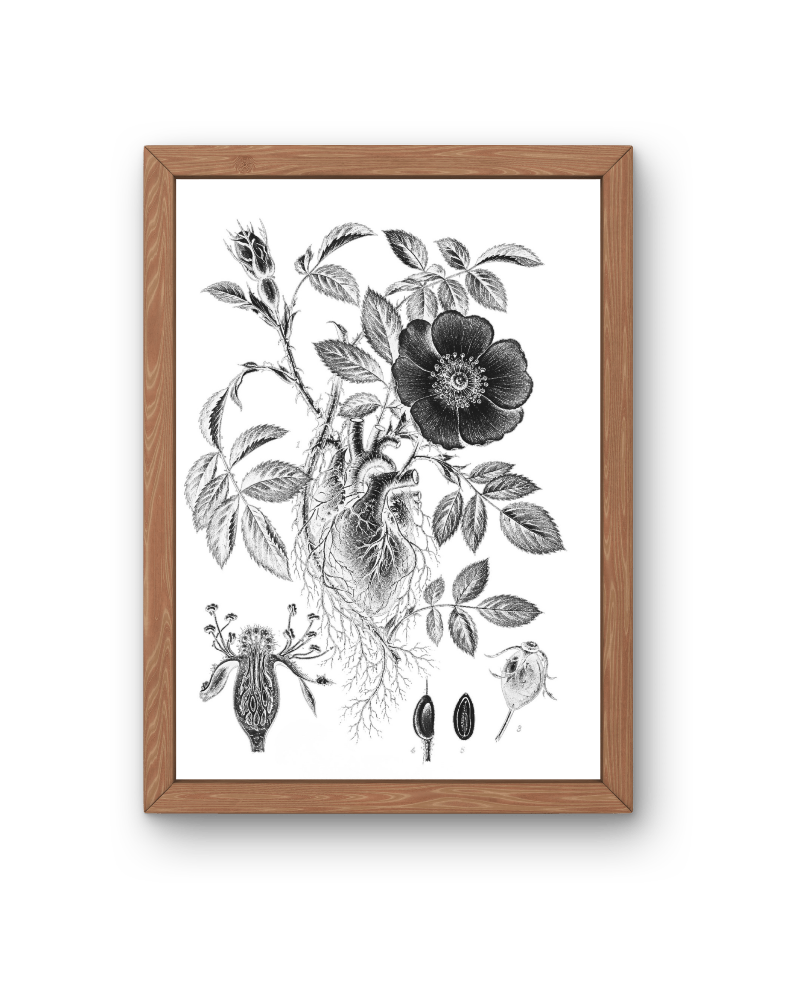 BOTANICA No 01